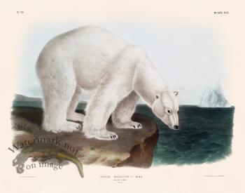 091 Polar Bear